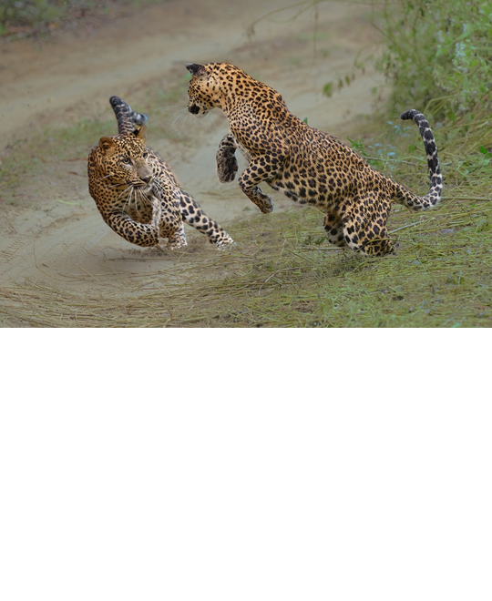 test-resize-P8246_Leopards_at_Play