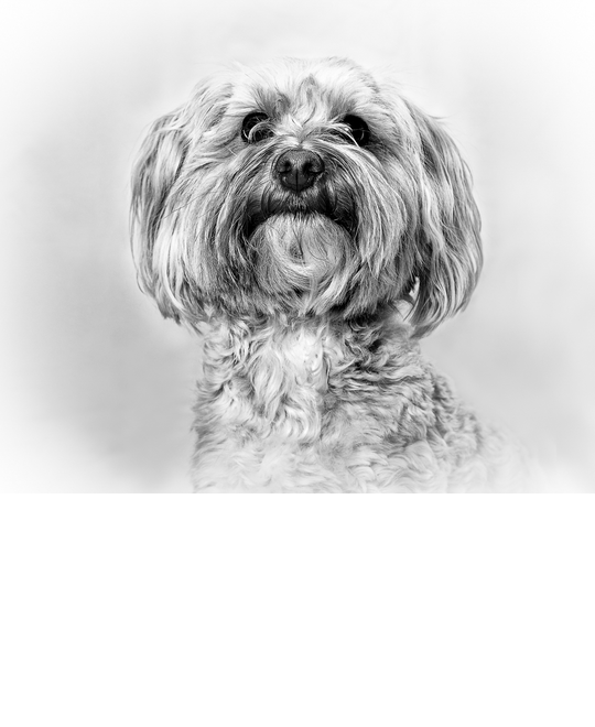test-resize-P8360_Jasper