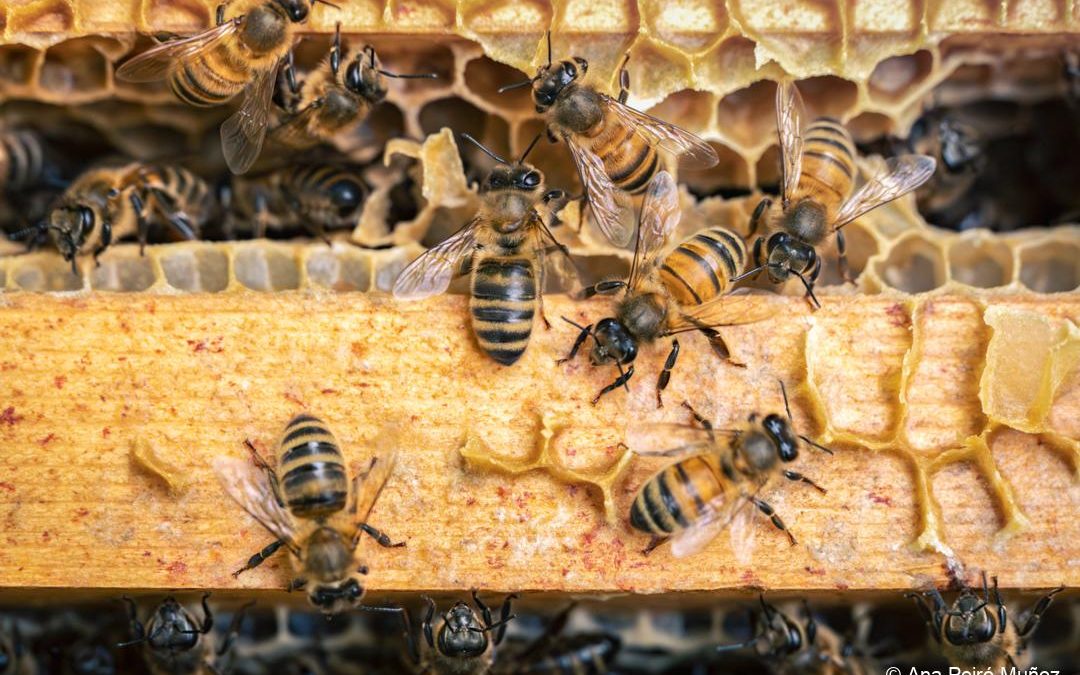 Farnham Beekeepers
