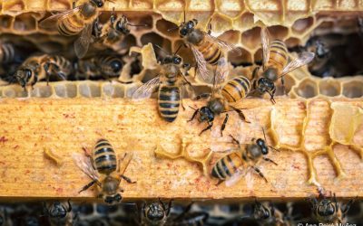 Farnham Beekeepers