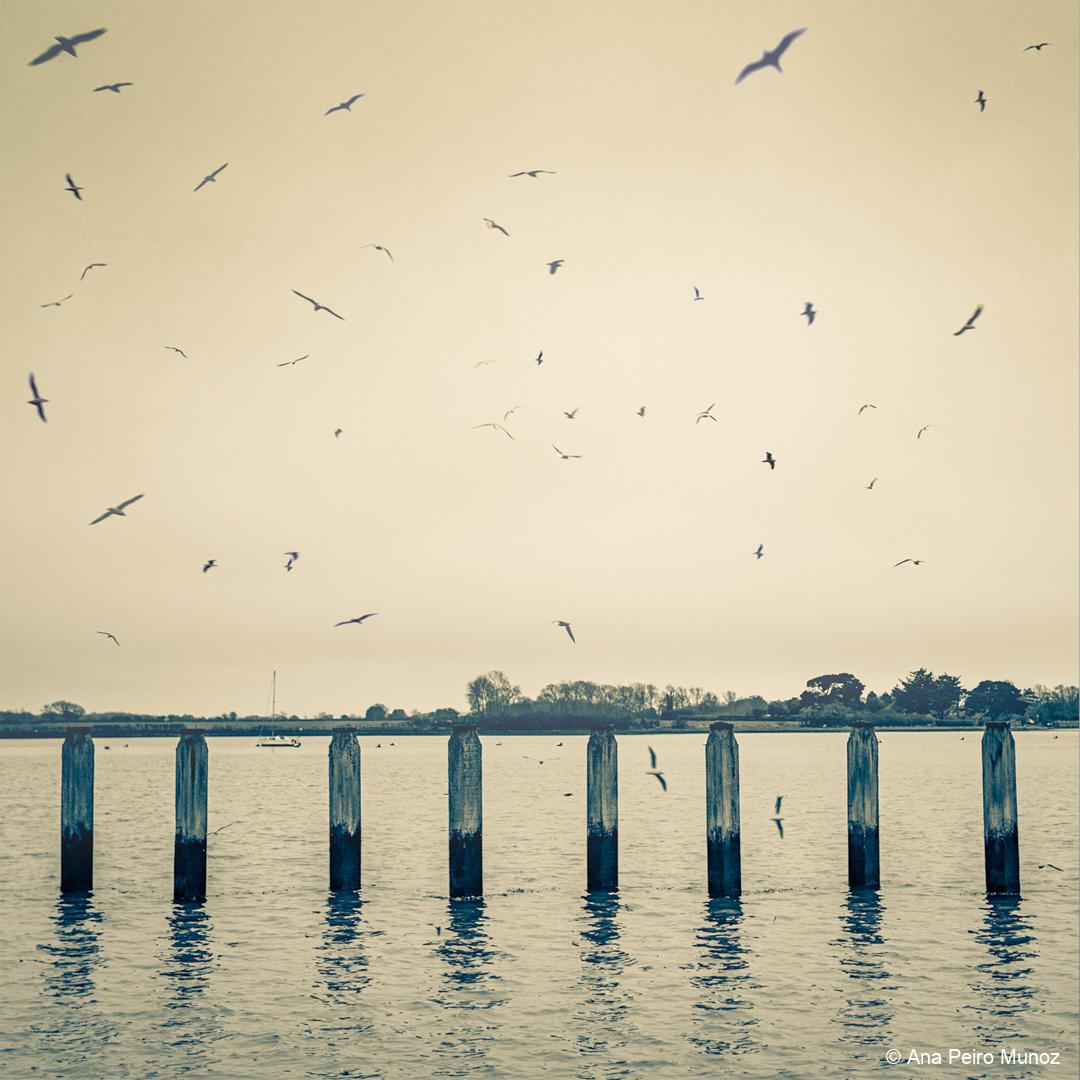 20260208_Bosham_AnaPM