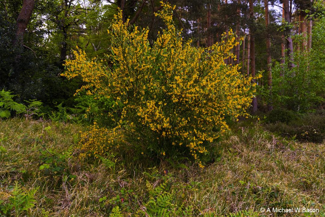 J4VXSX_frenshamlittlepond_DSC03439-edited_20260516-1