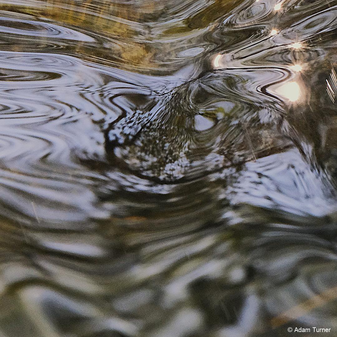 WXNXTR_frenshamlittlepond__DSF9806-1111