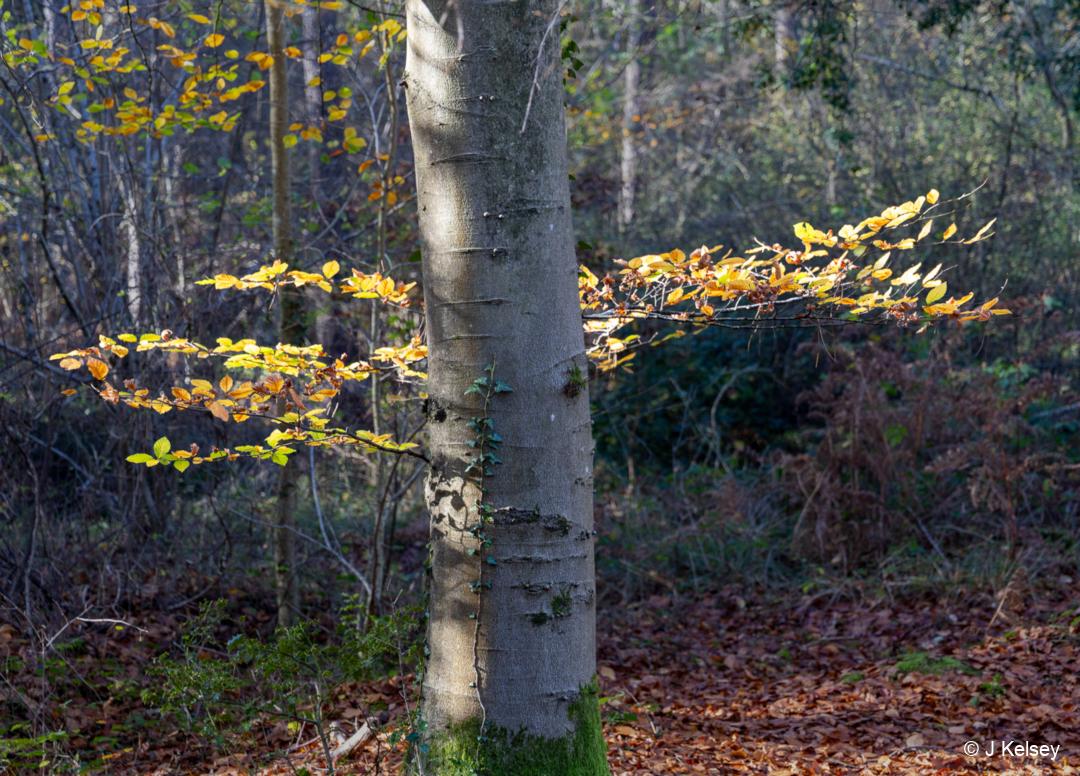 1WCZRG_ALICEHOLT__JK_1115processed