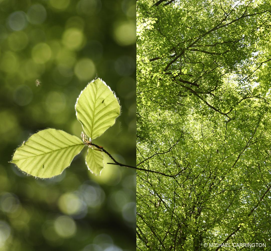 0R0E46_diptych_image22-48