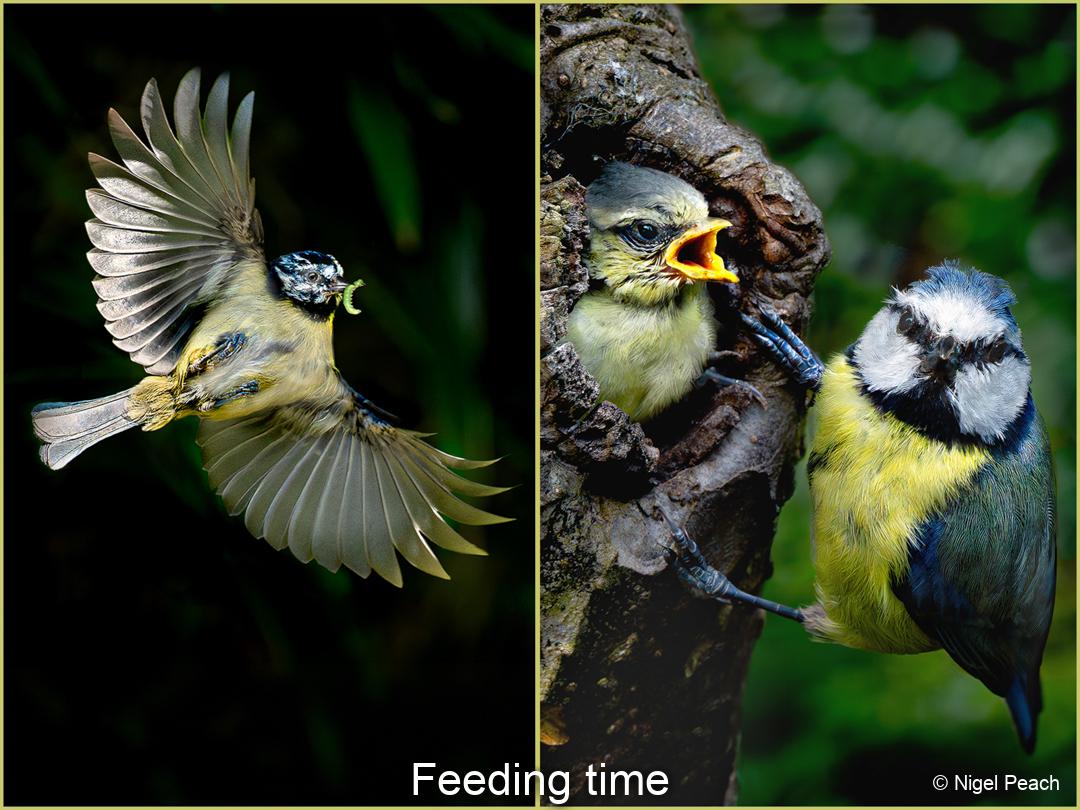 Y0SQNI_diptych_image5-14