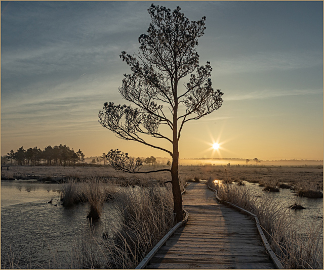 D6993_Sunrise_at_Thursley