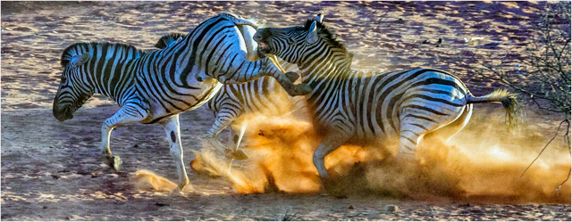 D7584_Zebra_Crossing