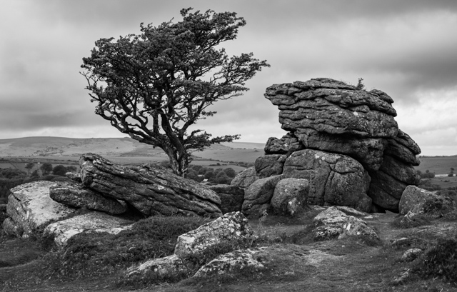 D7615_Crag_with_Tree_-_Dartmoor