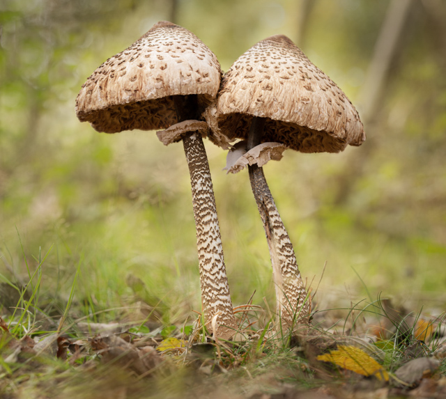 D7676_Kissing_in_the_woods