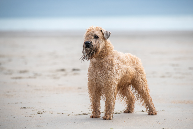 D7976_Soft-coated_Wheaten_Terrier_Spud