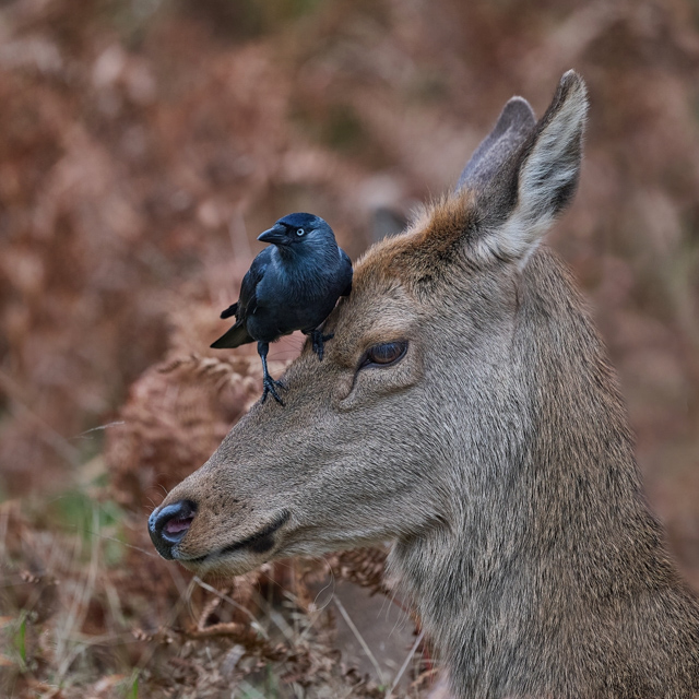 D8097_Got_My_Eye_on_You