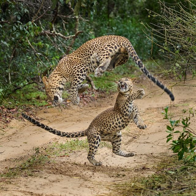 D8166_Leopard_Cub_Playing_with_Mum