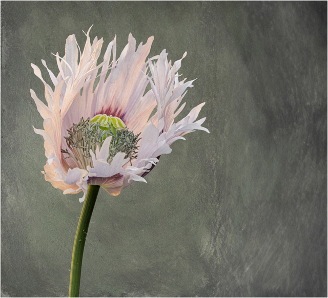 D8215_Opium_poppy