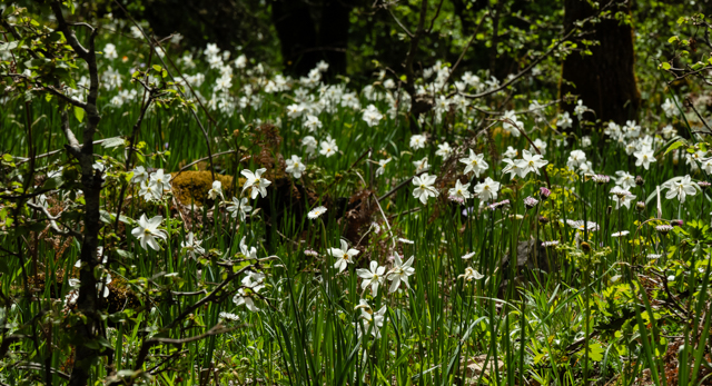 D8266_Narcissus_poeticus_in_the_wild