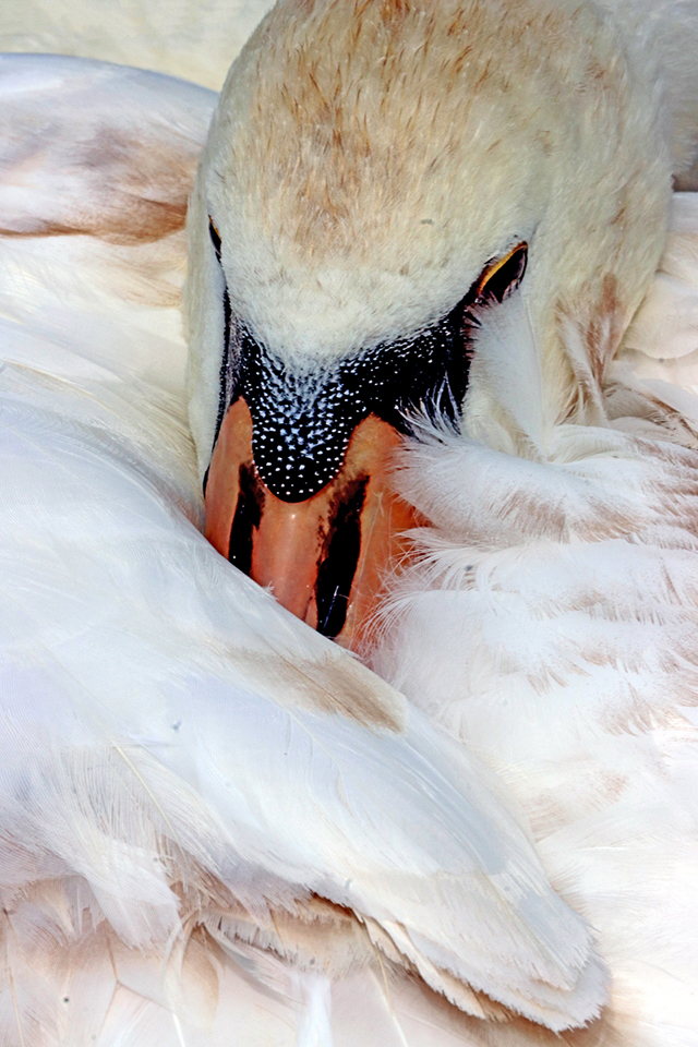 D8455_Sleeping_Swan