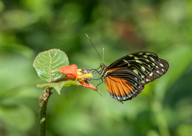 D8462_Danaus
