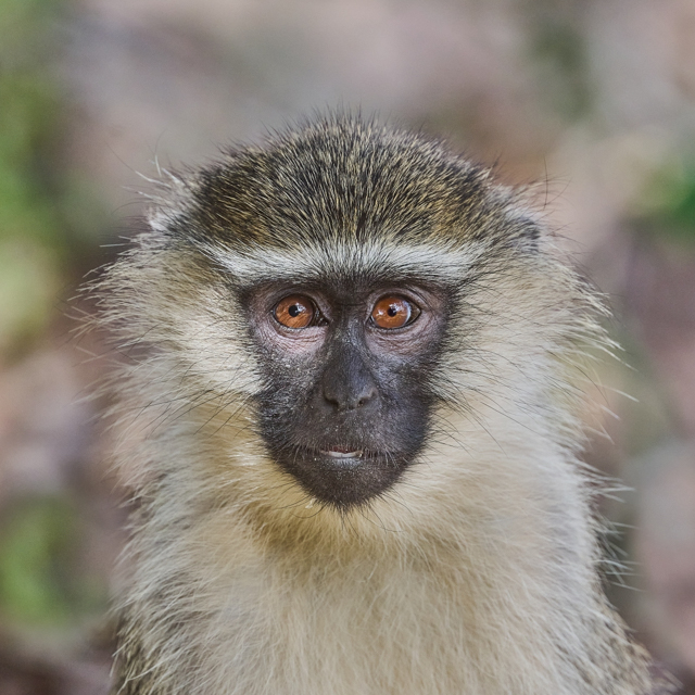 D8472_Vervet_Monkey