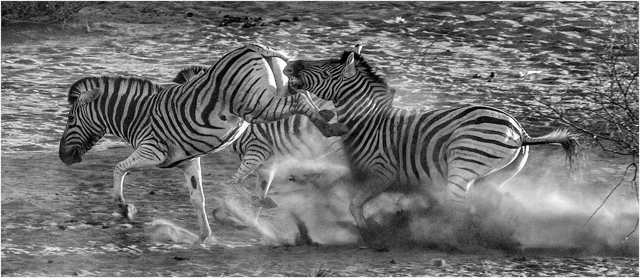 P7584_Zebra_Crossing