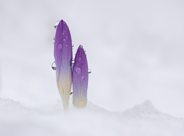 P7600_Peering_from_the_Snow