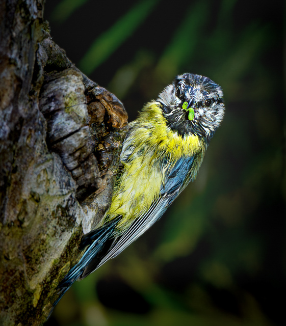 P7938_Bluetit_collecting_food