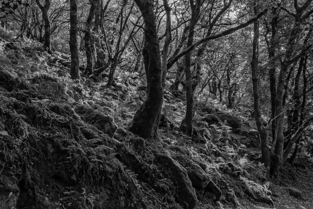 P7958_Dewerstone_Wood_Dartmoor