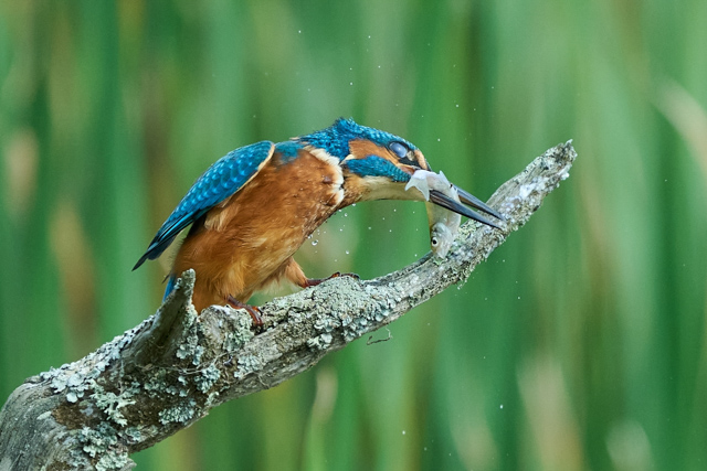 P7965_King_of_the_Fishers