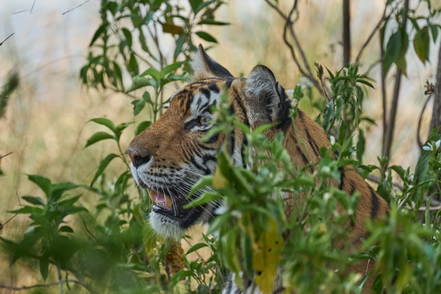P8146_Hidden_in_the_Undergrowth