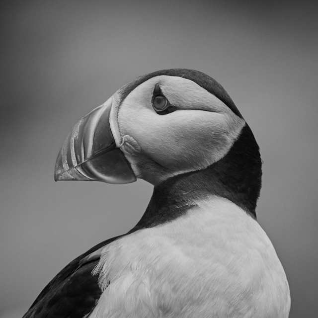 P8155_Puffin