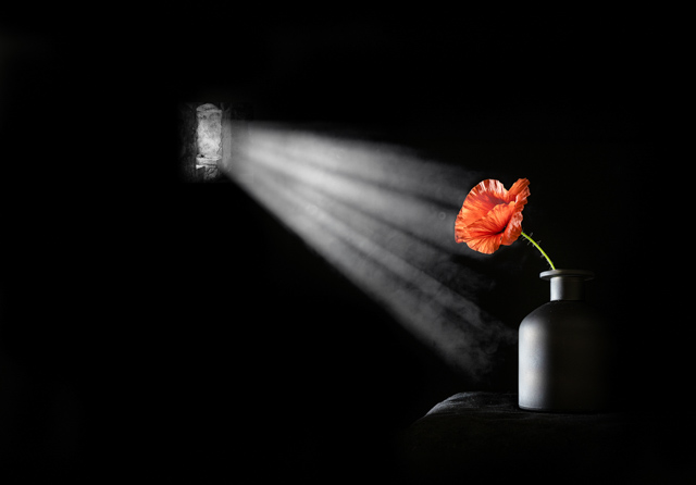 P8226_The_lone_poppy