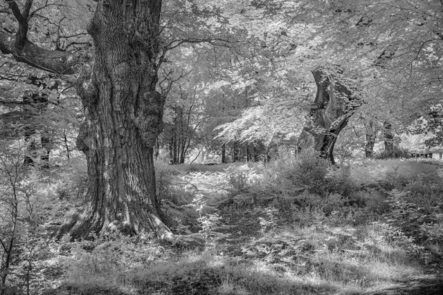 Burnham Beeches – 27th September