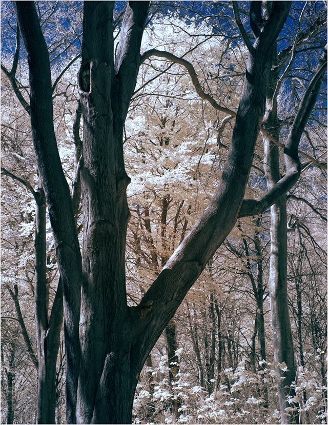 _MG_1506 a1 uncropped