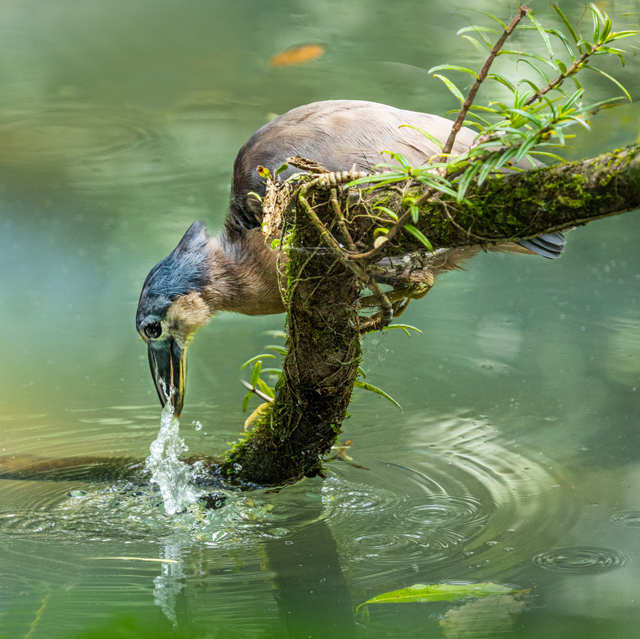 P8446_Green_Heron