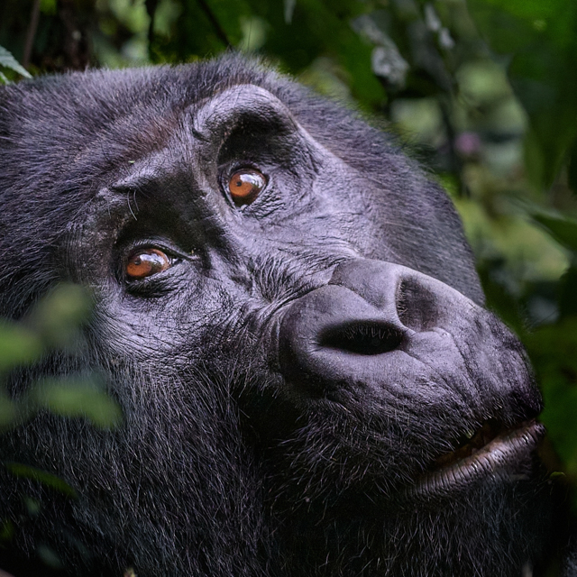P8447_Mountain_Gorilla_Bwindi_Impenetrable_Forest