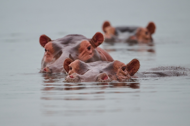 P8449_Wallowing_Hippos