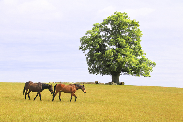 P8451_Summer_Oak